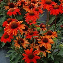 KISMET Intense Orange Coneflower