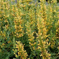 'Kudos  Yellow'  Hummingbird Mint