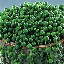 'String of Pearls'  Succulents