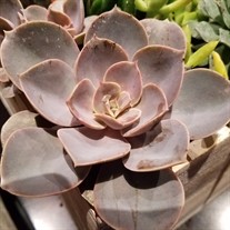 'Perle von Nurnberg' Echeveria