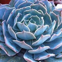 'Caribbean' Echeveria