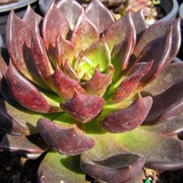 'Black Prince' Echeveria