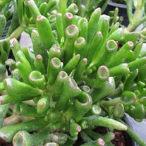 'Hobbit' Crassula
