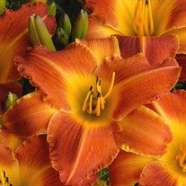 'Bright Sunset' Daylily