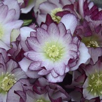 'Blushing Bridesmaid' Lenten Rose