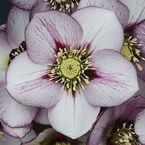 'French Kiss' HONEYMOON Series