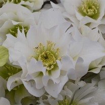 'Wedding Bells' WEDDING PARTY Series