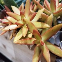 ‘Firestorm’  Sedum a.