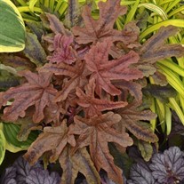 Heucherella 'Red Rover' 