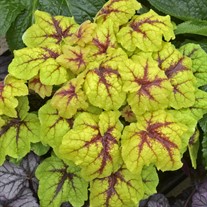 Heucherella 'Catching Fire' Foaming Bells