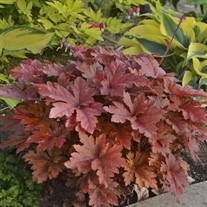 Heucherella 'Hopscotch' PPAF CPBRAF