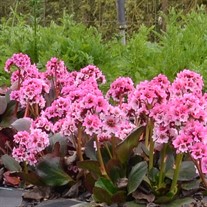 Bergenia DRAGONFLY 'Sakura'