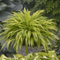 Hosta 'Curly Fries'
