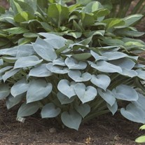 Hosta 'Halcyon'