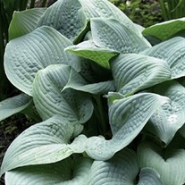 Hosta 'Fragrant Blue'