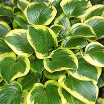 Hosta 'Queen Josephine'