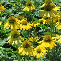 'Sombrero Lemon Yellow' Coneflower
