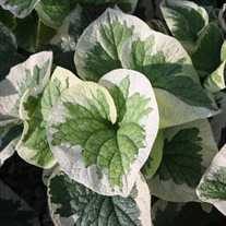 'Variegata' Brunnera