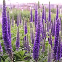 'Royal Candles' Speedwell