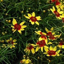 'Firefly'  Coreopsis 