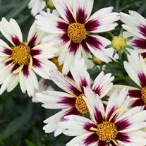 'Starlight' Coreopsis