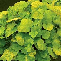 NORTHERN EXPOSURE Lime