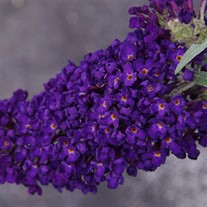 Buddleia Buzz™ 'Midnight' Buddleja 