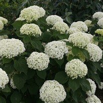 Invincibelle Limetta Smooth hydrangea