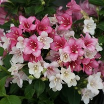 Weigela Czechmark Trilogy