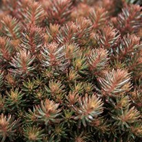 'Chocolate Ball' Sedum