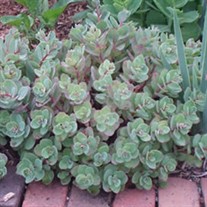 'Vera Jameson'  Sedum