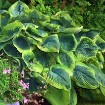 Hosta 'Frances Williams'