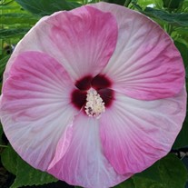 'Pink Swirl' Hibiscus