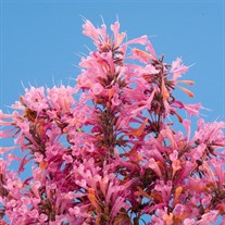 Agastache Sunrise Salmon & Pink