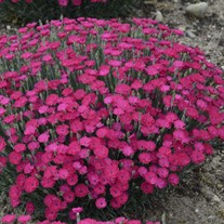 Dianthus 'Paint the Town Magenta' 