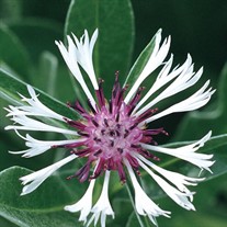 'Amethyst in Snow' Bachelor Button