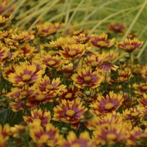 'Daybreak' PP27138 LI'L BANG series