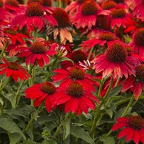 Sombrero 'Salsa Red' Coneflower