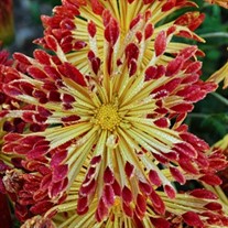 'Matchsticks' Hardy Mum