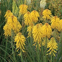 Kniphofia 'Banana Popsicle'
