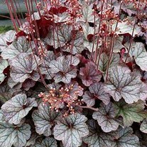 Heuchera NORTHERN EXPOSURE Silver