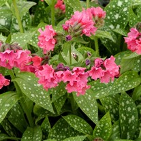 Pulmonaria 'Shrimps on the Barbie'