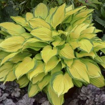 Hosta 'Island Breeze'