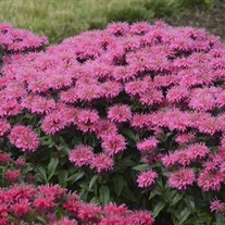 Monarda 'Bubblegum Blast' ppaf