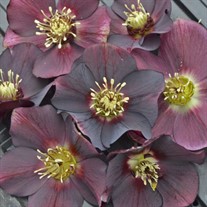 Helleborus 'Rome in Red'