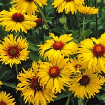 'Amber Wheels' Blanket Flower