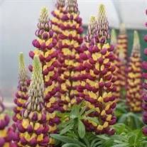 'Manhattan Lights' Lupine WESTCOUNTRY