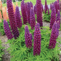 'Masterpiece' Lupine WESTCOUNTRY