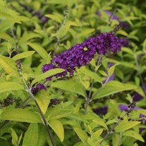 Buddleia 'Little Nugget' HUMDINGER Collection
