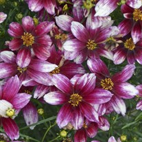 'Zesty Zinger' PPAF SIZZLE & SPICE Series